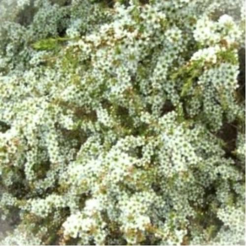 Leptospermum Groundcover Tea Tree 1 Plants flavescens prostrate